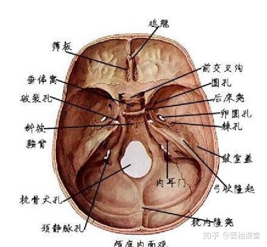 解剖学图谱- 知乎