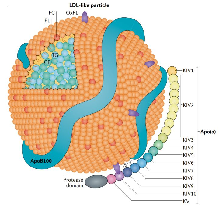 脂蛋白(a)[lp(a)]是一种低密度脂蛋白(ldl)样颗粒,其载脂蛋白(apo)