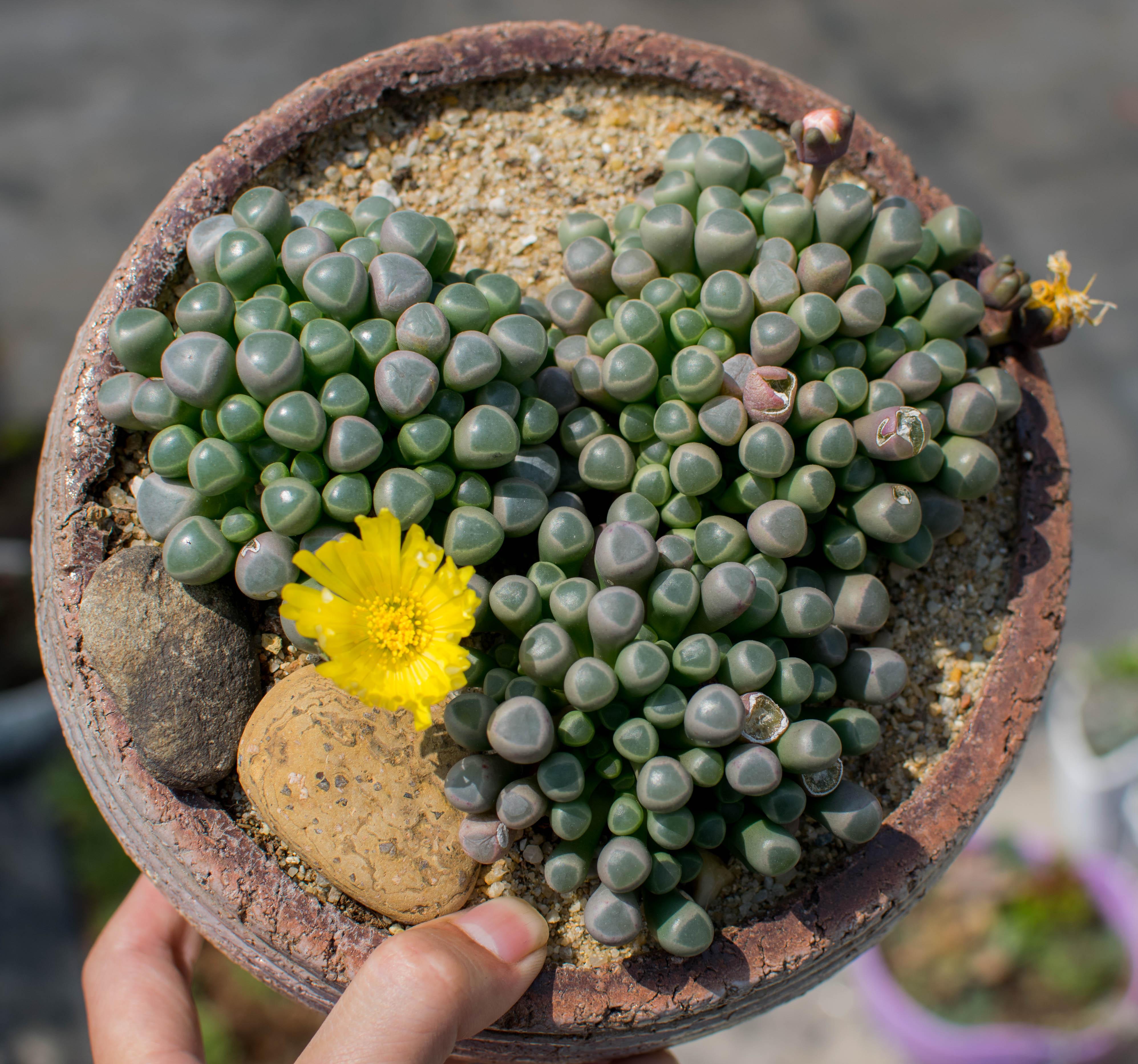 种植小纪录系列:五十铃玉