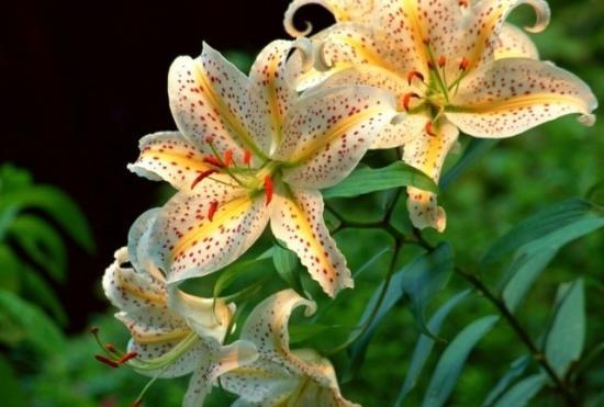 百合的种植方法和图片 v2-24d7e14e7f457d0dd9d11fb684e23c59_r.jpg