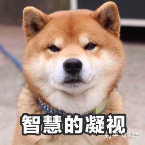 柴犬幼崽如何挑选 赤柴篇 知乎