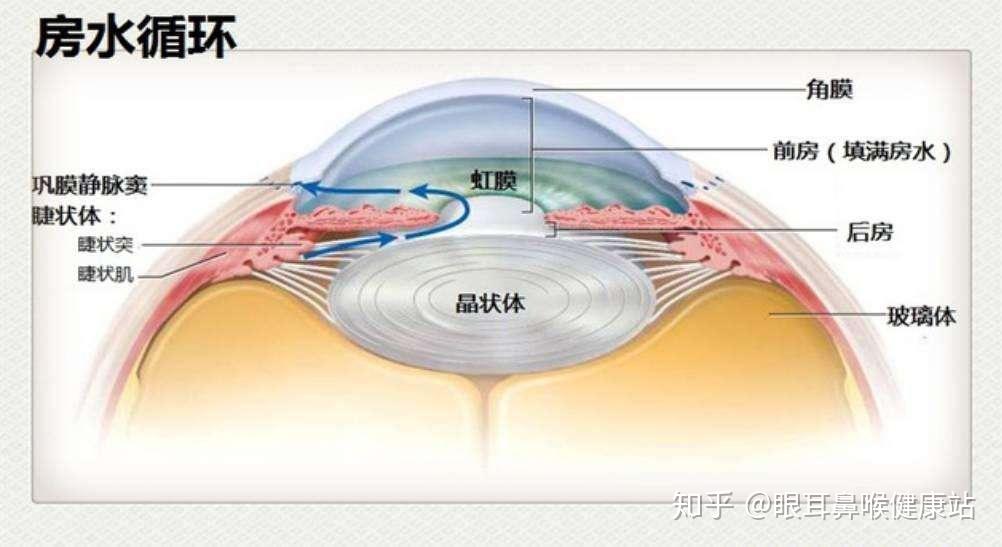 非常大或不规则,眼附属器病变(如眼睑缺损可能会影响角膜的神经恢复)
