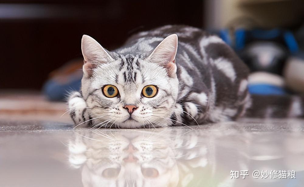 公认最好养的“六种猫”,省心省钱,你家养的是什么猫? - 知乎
