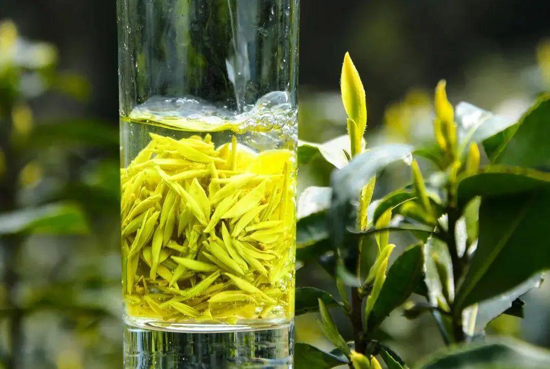红茶是“black tea”,黑茶的英文又是啥? - 知乎