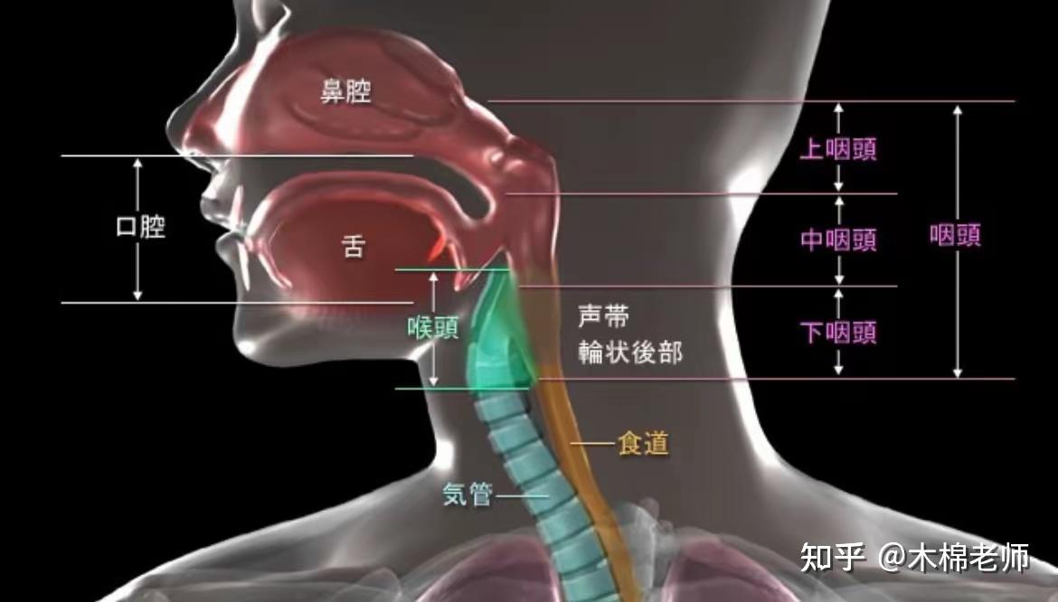 如何放松喉部紧张? - 知乎