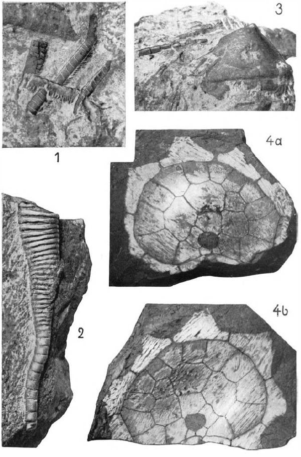 海林檎纲动物复原图.和远亲海扁果一样,萼部上的开孔也困扰着研究者.