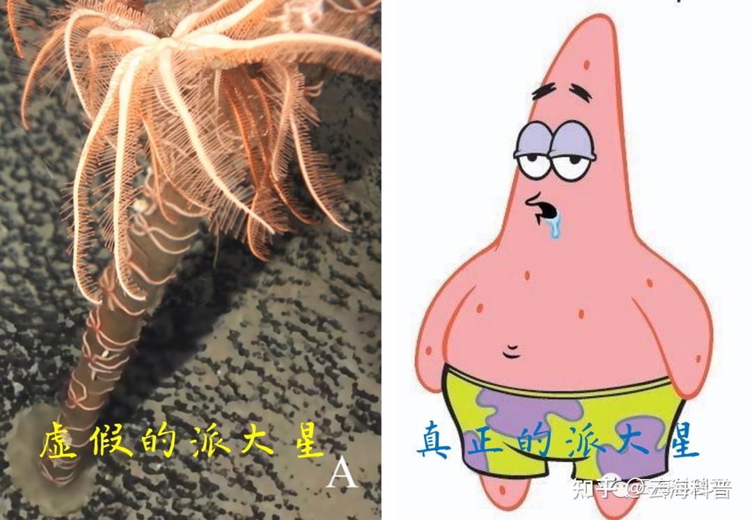 派大星素贞环蛇还有哪些你不知道的神奇生物