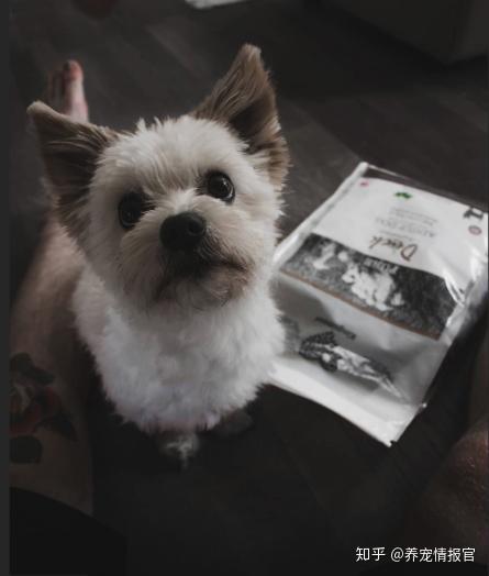 狗为啥吃叶黄素 v2-24eb87eccbcb63821c5ac1a156803409_r.jpg