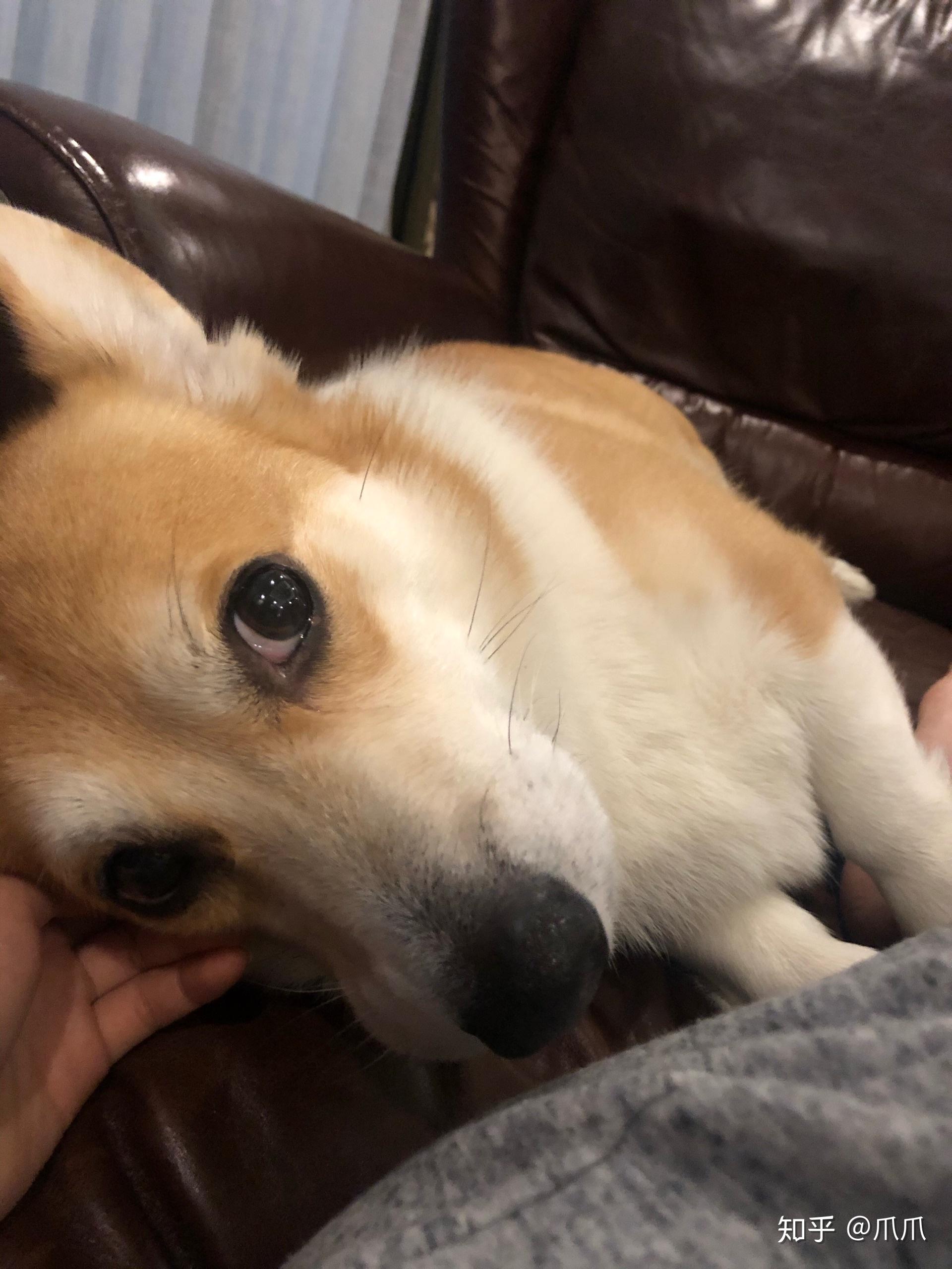 我们养狗,狗狗真的是开心的吗? - 知乎