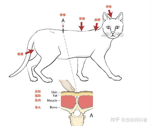 猫打针位置方法图解图片