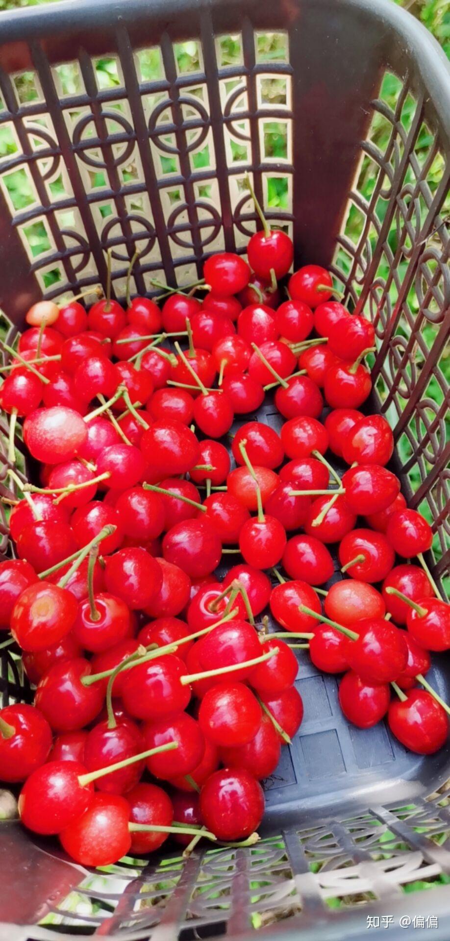 毕节樱桃这些地方的樱桃熟了喜欢吃樱桃的朋友有福了