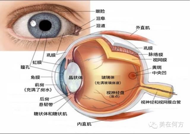 角膜剖面图图片