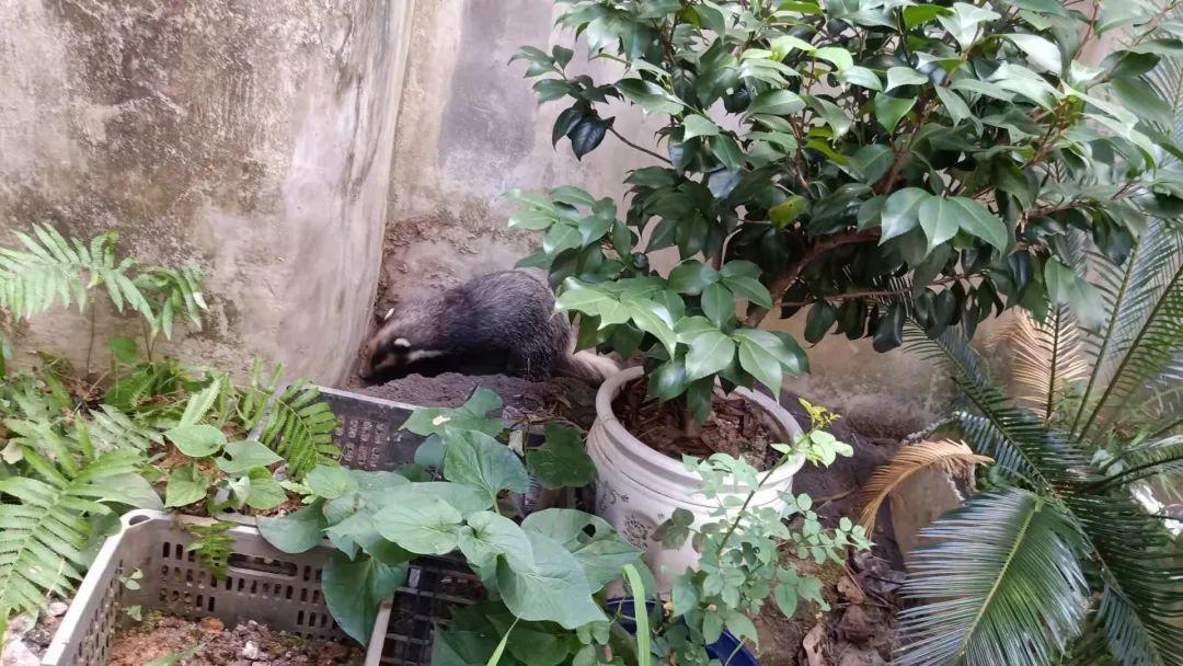 9月5日,贵州遵义市湄潭县一居民家中闯入一只野生獾猪,请求消防部门的