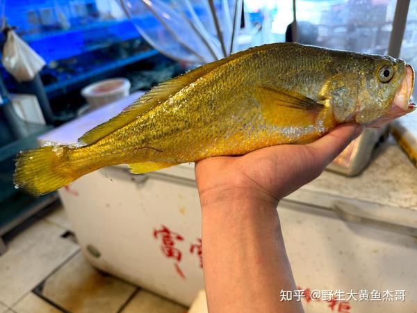 谈谈黄花鱼和野生大黄鱼区别及野生大黄鱼多少一条 - 知乎