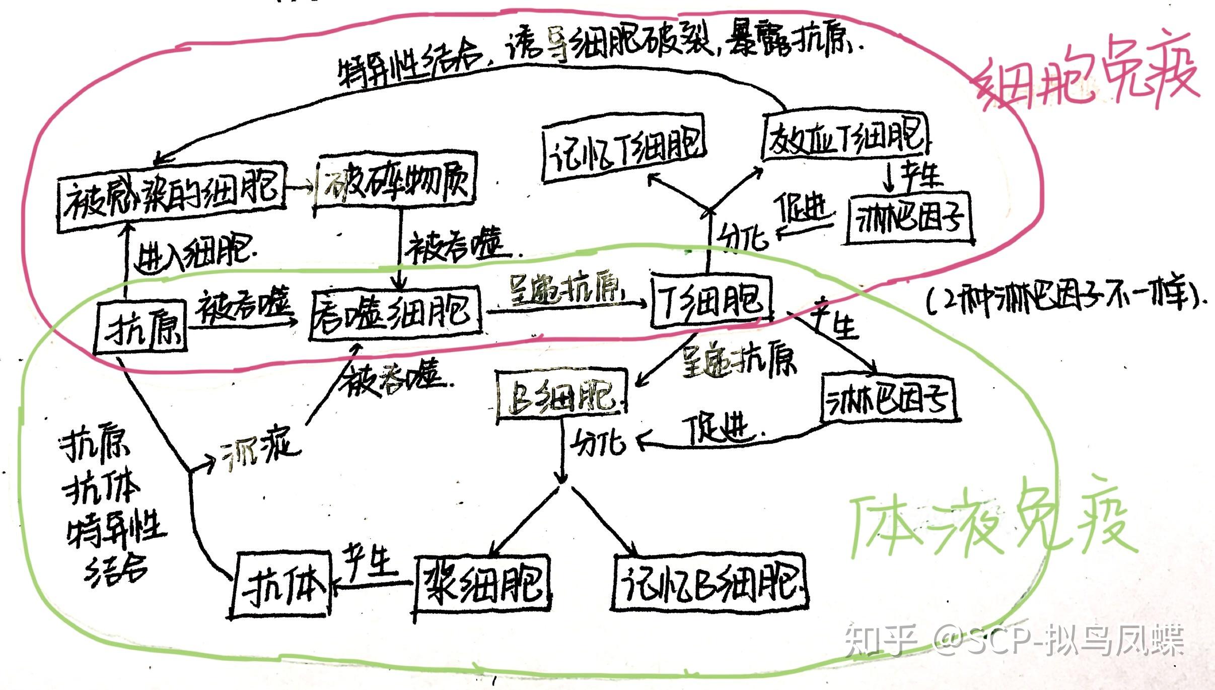 高中免疫调节总结图图片