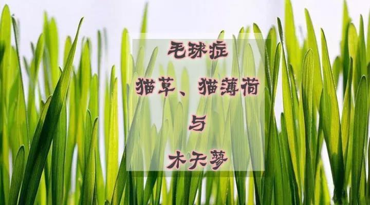 猫咪毛球症 猫草 猫薄荷与木天蓼 知乎 猫咪毛球症 猫草 猫薄荷与木天蓼 知乎