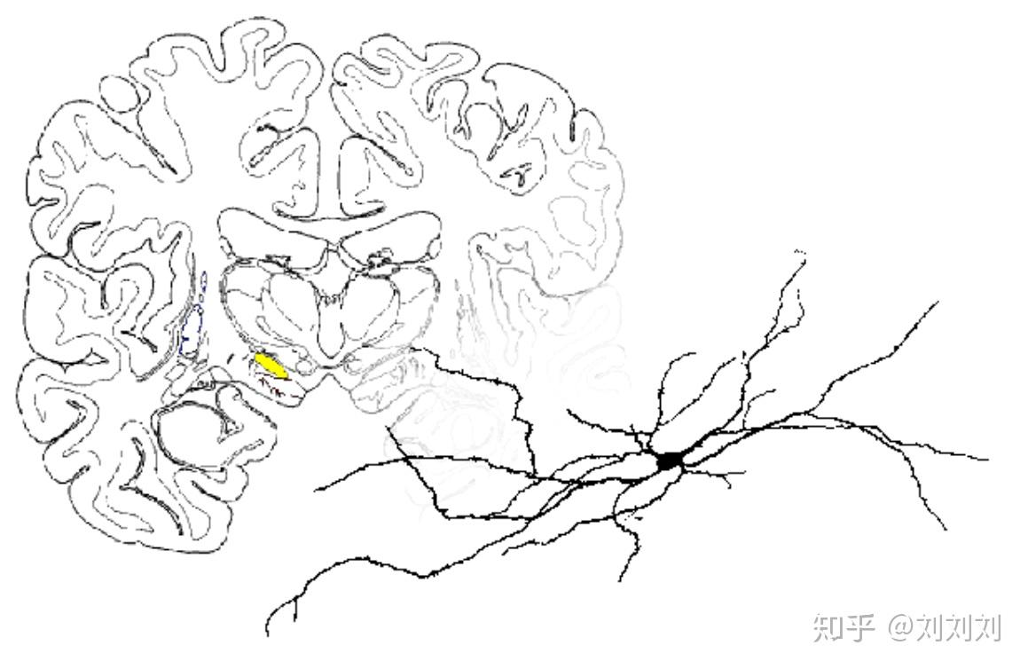 NEURON教程学习笔记（一） - 知乎