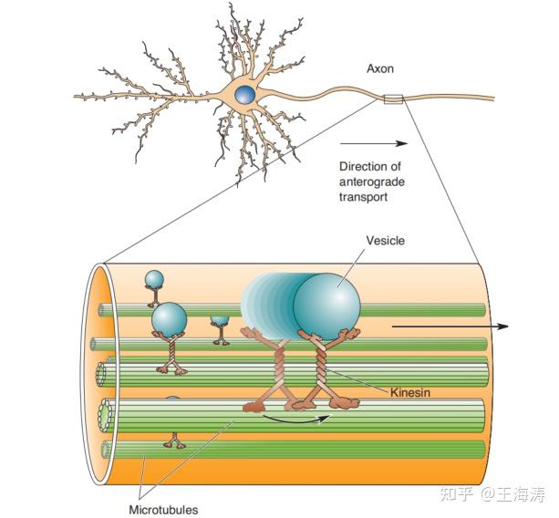 轴突是神经细胞特有的结构,专门负责在神经系统之间长距离传输信息