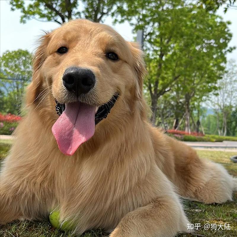 容易被"丢弃"的6种狗,原因让人心疼! - 知乎