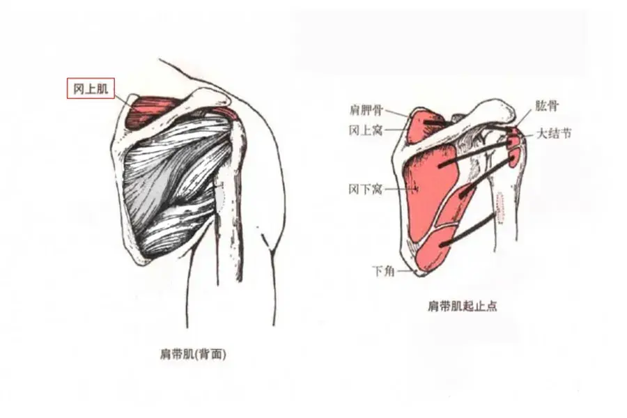 肌肉科普探讨身体肌肉冈上肌