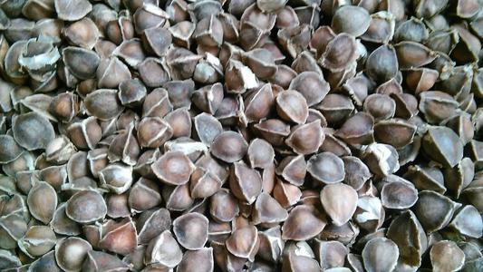 辣木籽口感苦或甜是什么原因吃多久有效果吃多了有什么反应