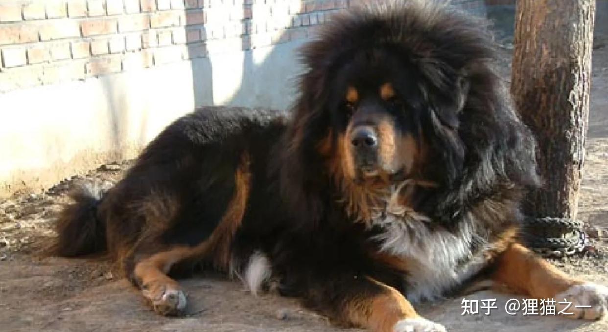 被人遗忘的藏狮！是比藏獒还凶猛的中华犬种，藏民心中的“神犬” - 知乎