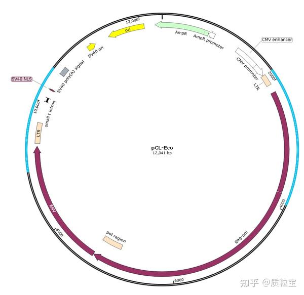 逆转录病毒包装质粒 知乎