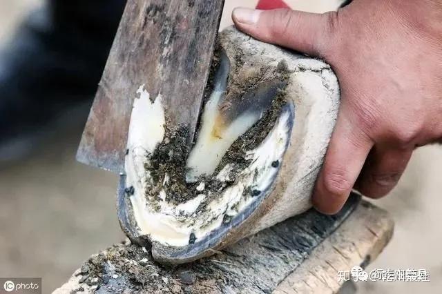 老行当二削蹄子钉掌