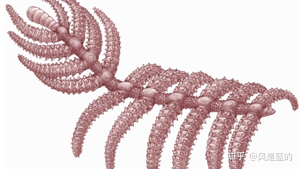 叶足动物门 Lobopodia的梳理 - 知乎