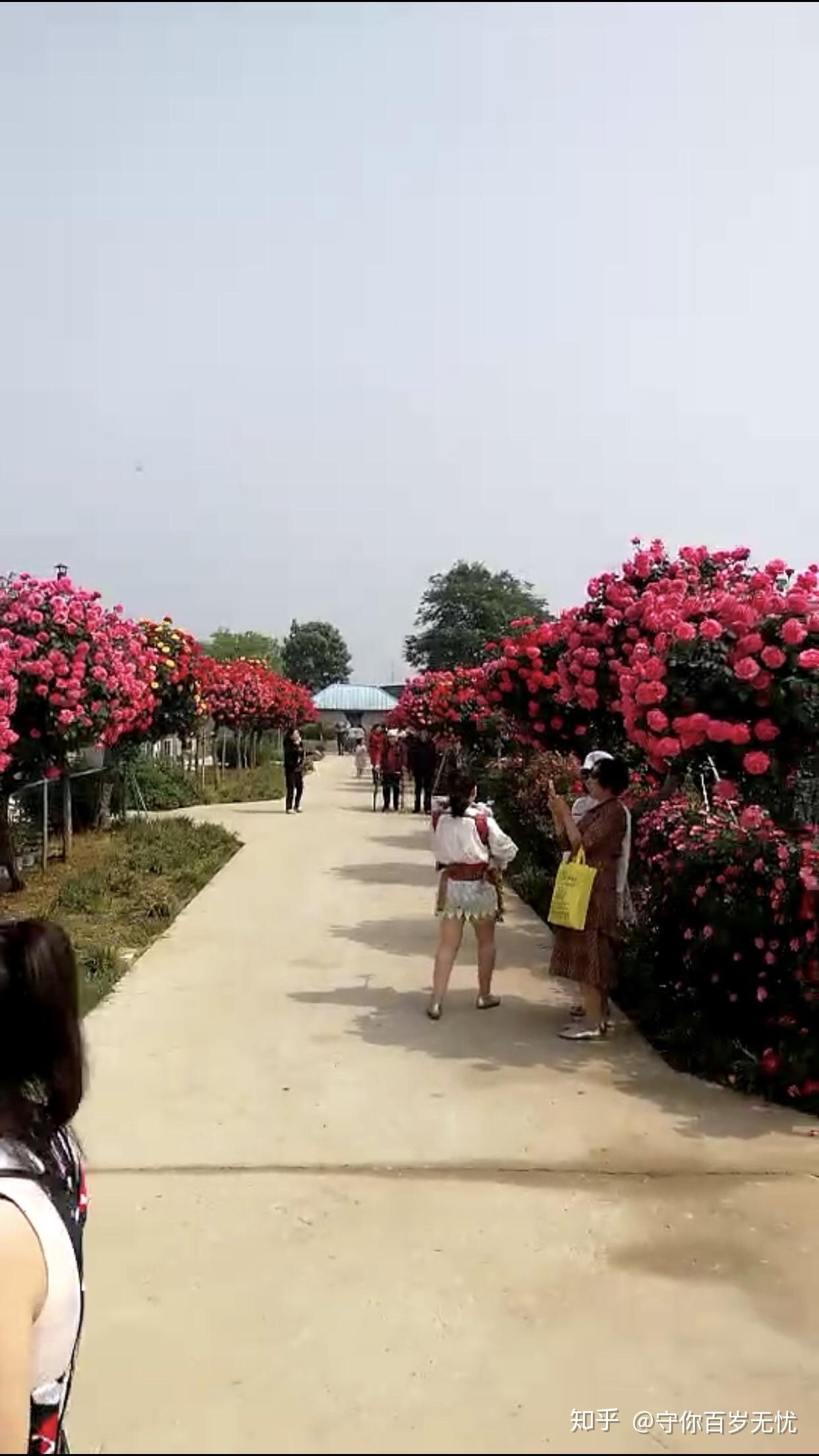 如何评价天狼(姜正之)推出的小型树月季棒棒糖