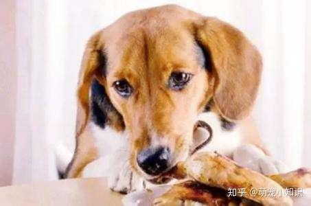 如何给狗狗做狗粮 v2-2522a5ed17472981c57ddec723826e56_r.jpg