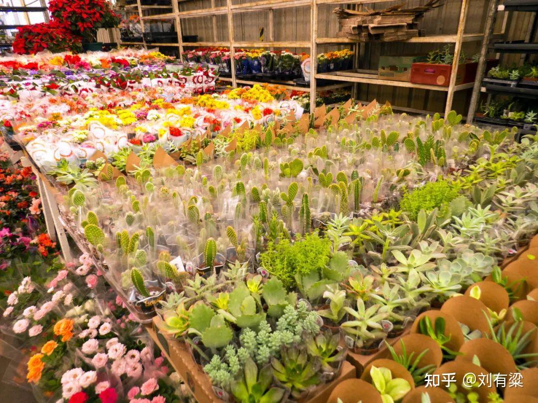 天津最大的花卉市场曹庄子花卉市场真的要没了 - 知乎