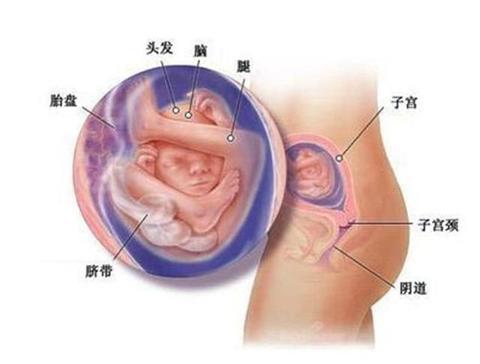 育儿说 怀孕周 涨多少斤肉是正常的呢 你都知道吗 知乎