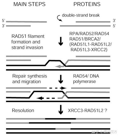 Rpa Rad51 实力靶点RAD51:损伤修复,不辨不明 - 知乎