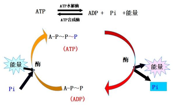 细胞的能量供应和利用 - 知乎