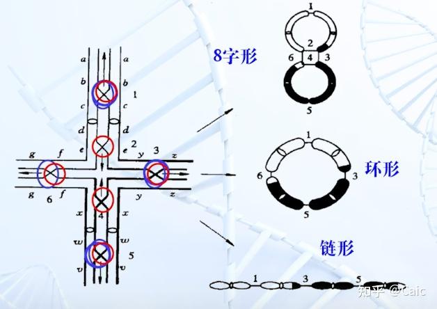 遗传学_6 染色体结构变异 - 知乎