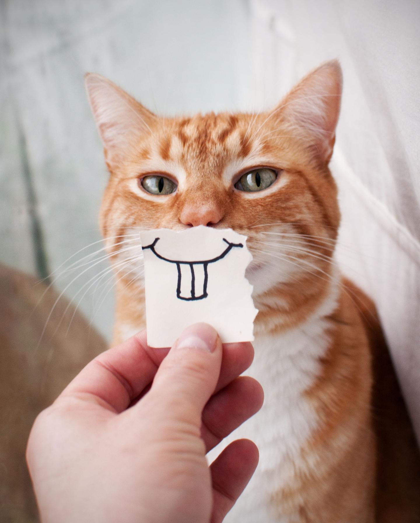 那些因猫致贫的年轻人 知乎 那些因猫致贫的年轻人 知乎