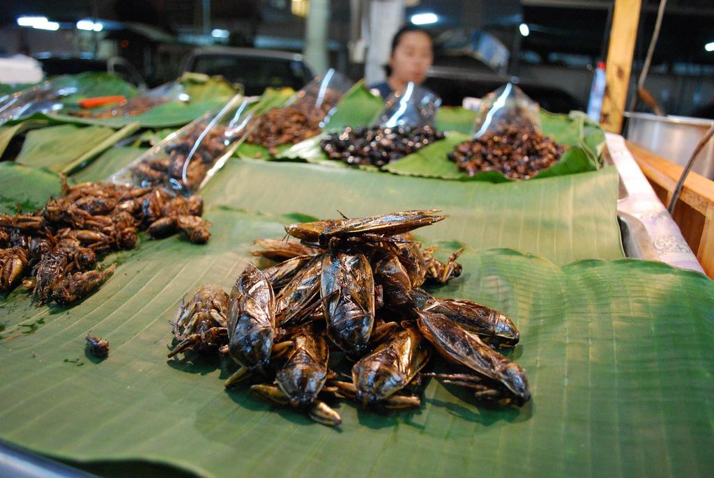 中国食用昆虫