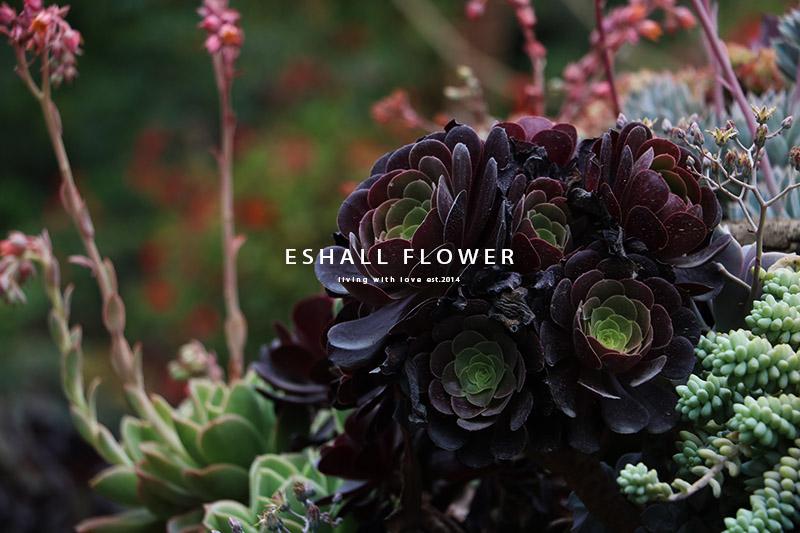 多肉拼盘怎样种出高级感 可萌可飒 你值得拥有的肉肉图鉴 二 知乎