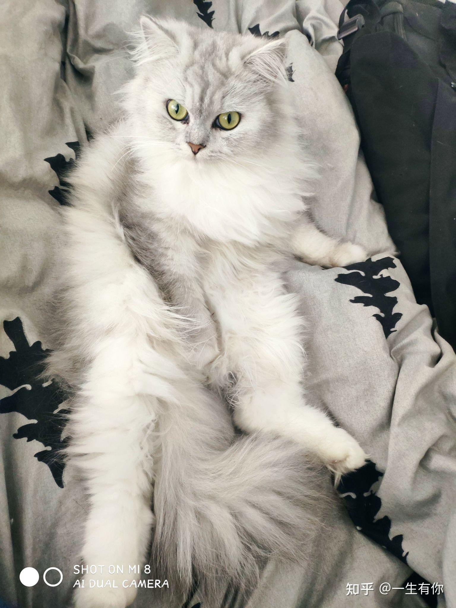 英短蓝白和金吉拉的后代长啥样