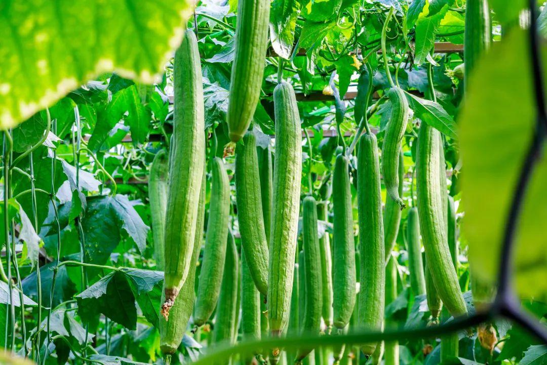 想有个菜园余生低头种菜抬头看花