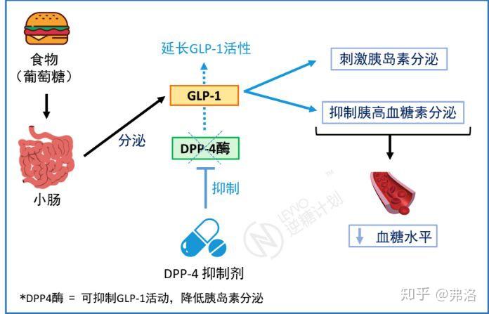 葡萄糖苷酶阳性图片