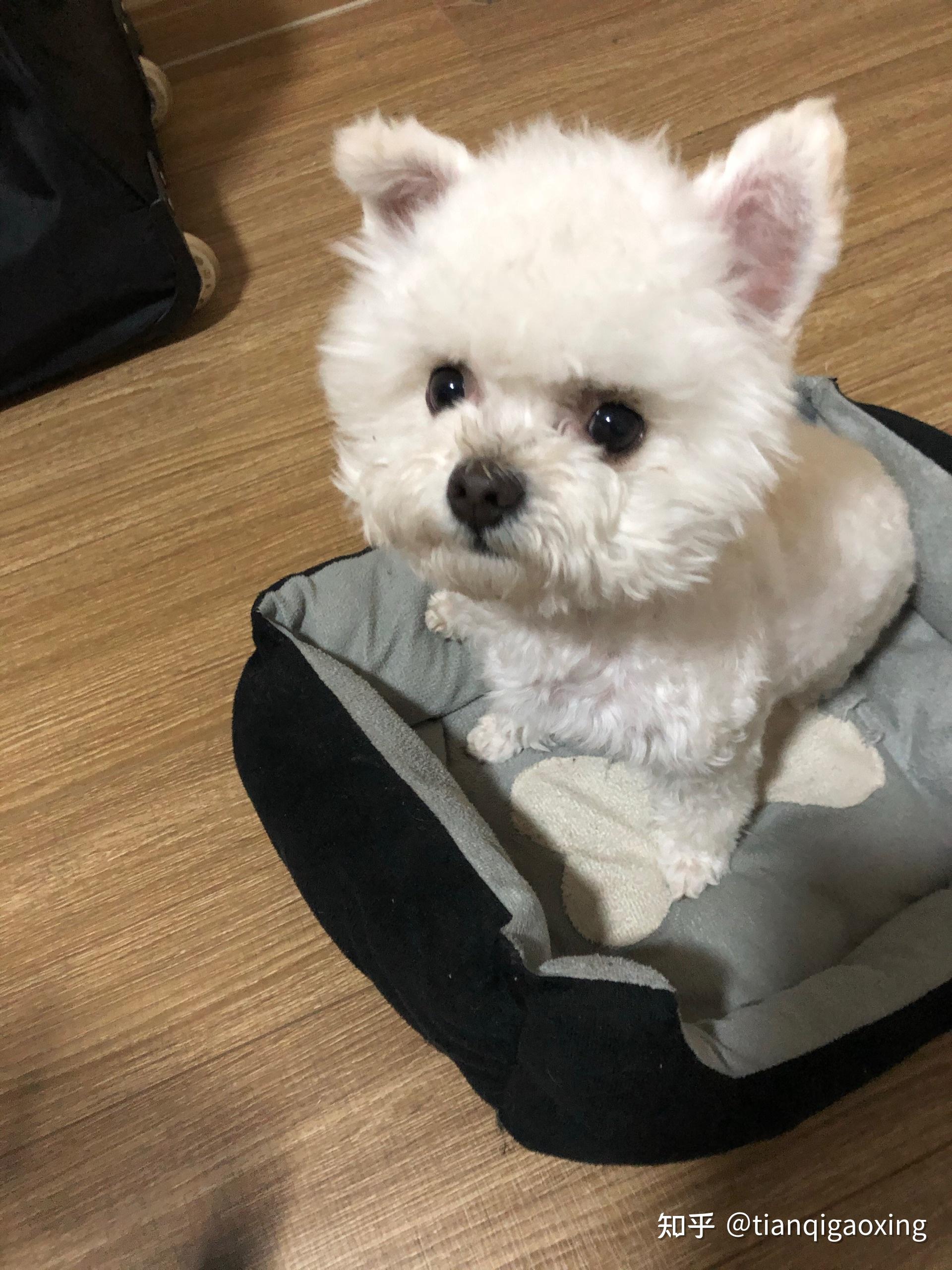 小体比熊公,6个月,飞耳,想给他找个媳妇,坐标南京