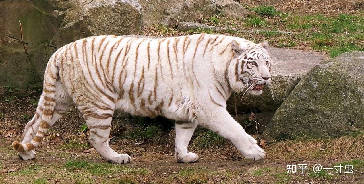虎年话虎：老虎是大自然最完美的杰作？保护有加，为何还濒临灭绝- 知乎