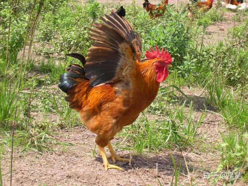 土鸡冠红毛亮养殖技术鸡冠头大的技巧养殖