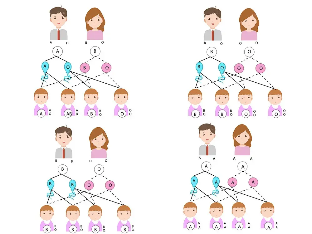孩子的血型一半基因遗传自爸爸,一半遗传自妈妈,按血型遗传规律,前述