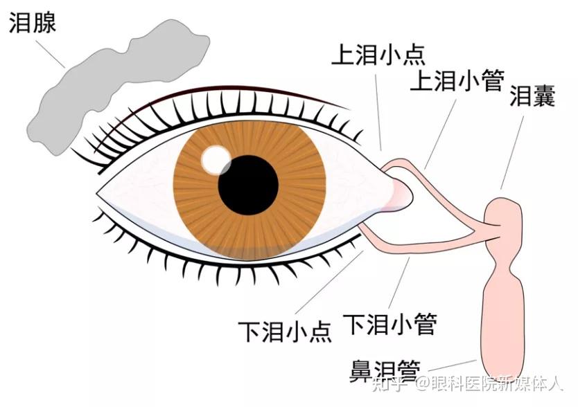 总是泪眼汪汪,眼泪不断是怎么回事? - 知乎