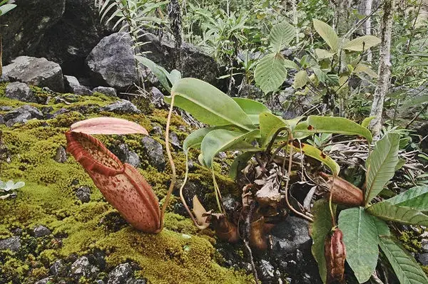 食人植物 光活着就老费劲了 吃人我还怕消化不良 知乎