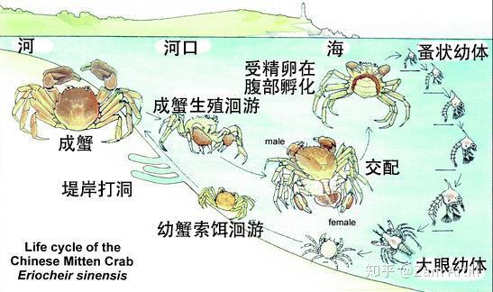 鄙视那些不懂装懂的螃蟹科普文章，我搜集大量资料写下这一篇 - 知乎