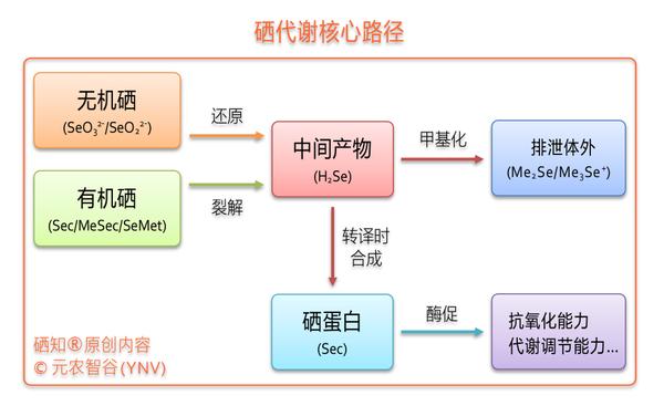 初识硒的世界 - 知乎
